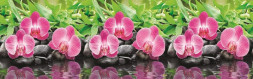 № 434 Орхидеи