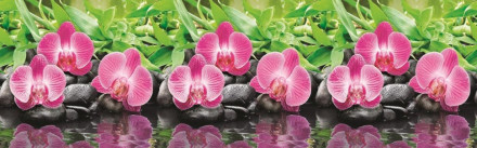 № 434 Орхидеи
